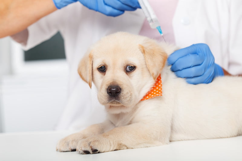 Vaccinations of Dogs in Pflugerville, TX
