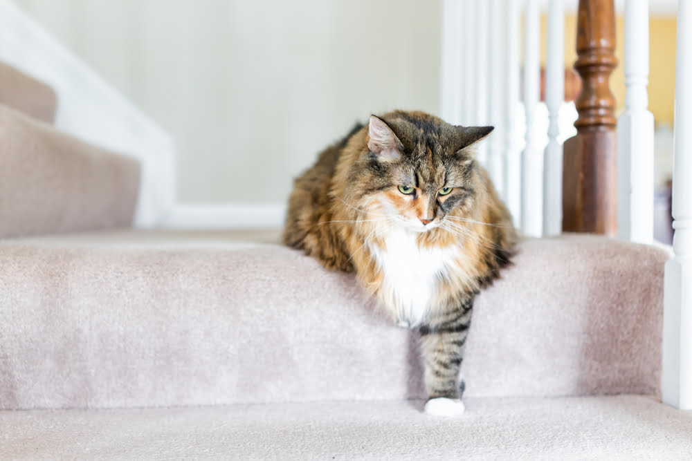 Osteoarthritis in Cats - Central Texas Animal Hospital