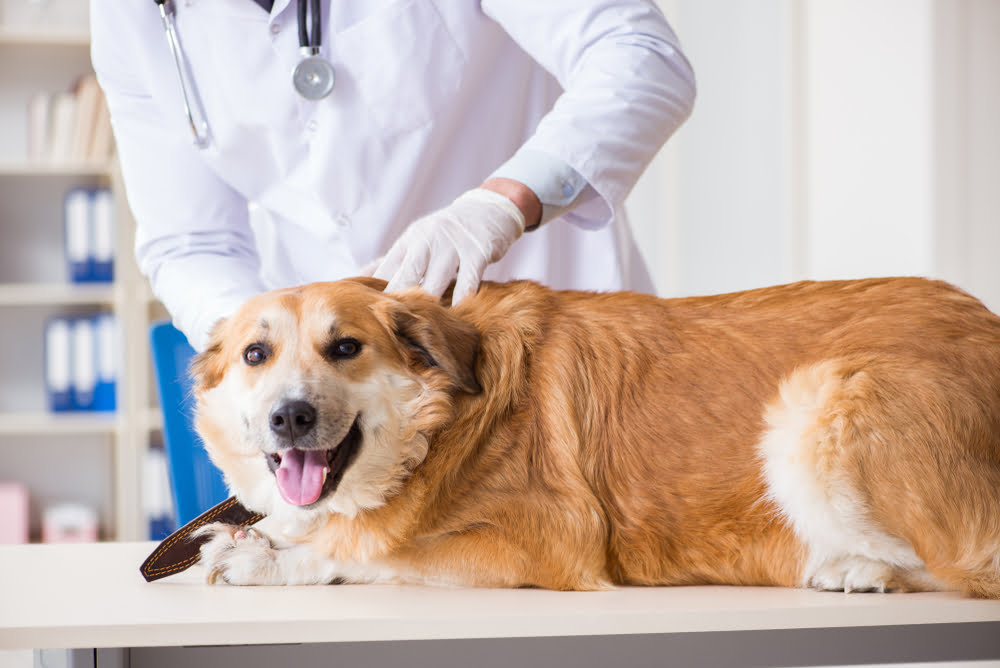 Understanding Dog Parasites: 5 Signs To Watch Out For