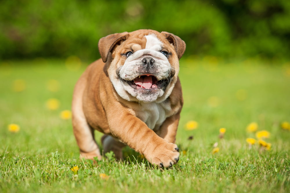 Decoding The Itch: Proven Strategies For Chronic Dog Skin Allergies