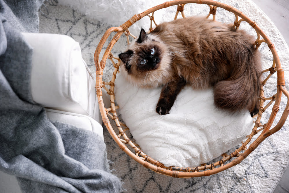 Feline Osteoarthritis and Weight Management: Keeping Your Cat Healthy and Mobile