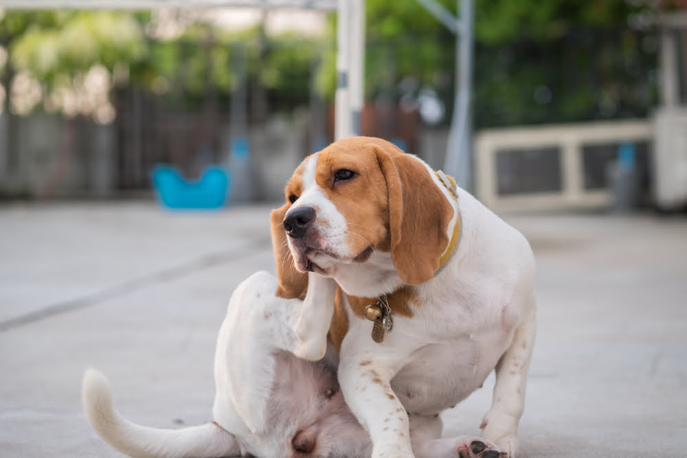 My Dog Keeps Scratching Their Ears! Ear Mite Treatment for Dogs Explained