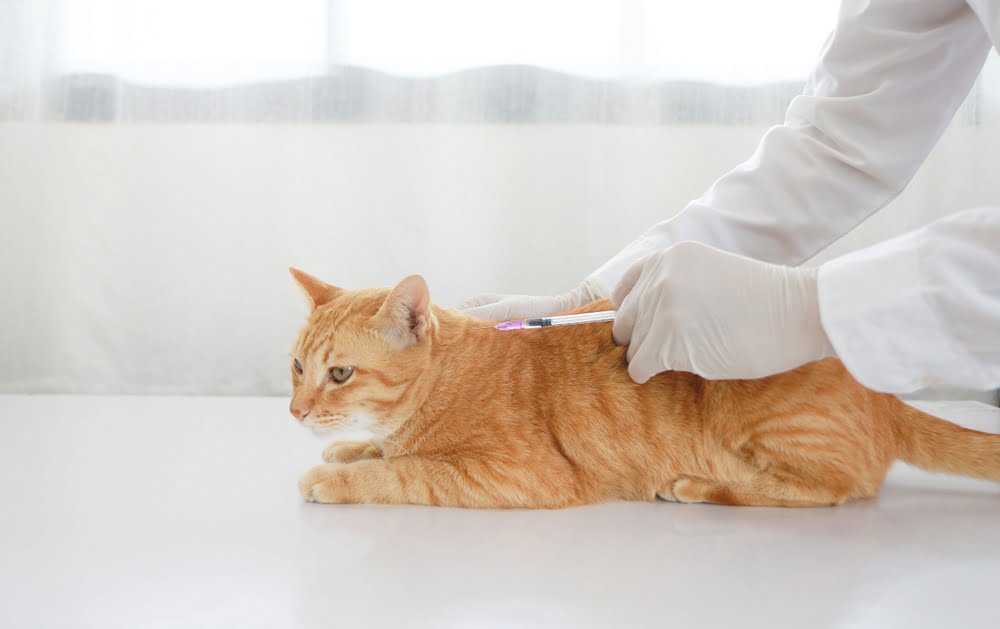 Rabies Vaccine for Cats: Understanding Benefits, Risks, and Schedule