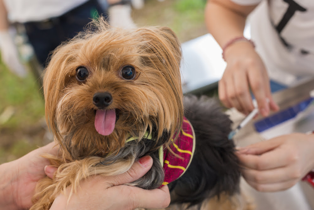 Lyme Vaccine for Dogs: Protecting Your Pup From Tick-Borne Illness