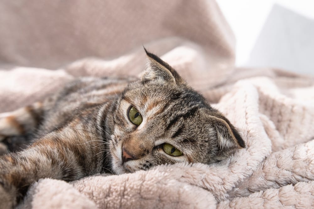 What are the first signs of Feline Leukemia?