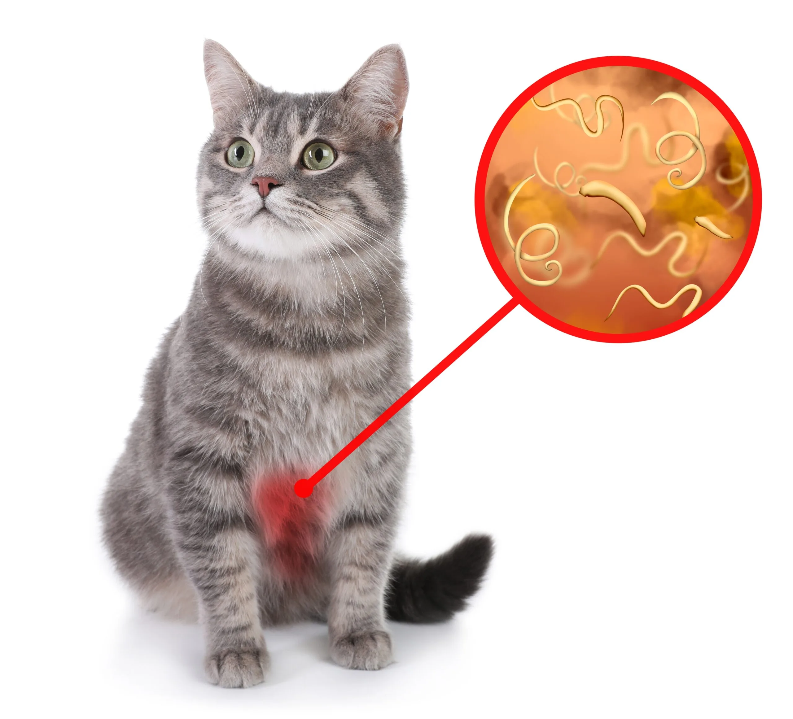 How Do Cats Get Worms?|Central Texas Animal Hospital, image size:2560x2322