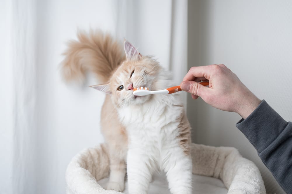 How to Clean Your Cat's Teeth