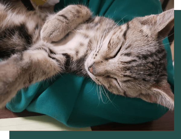 Veterinarian in Pflugerville, TX