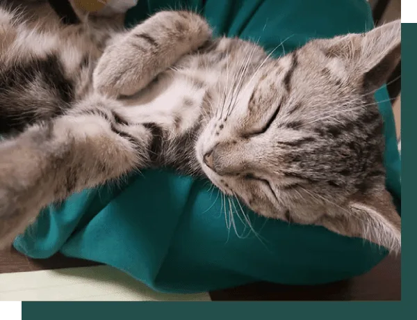 Veterinarian in Pflugerville, TX